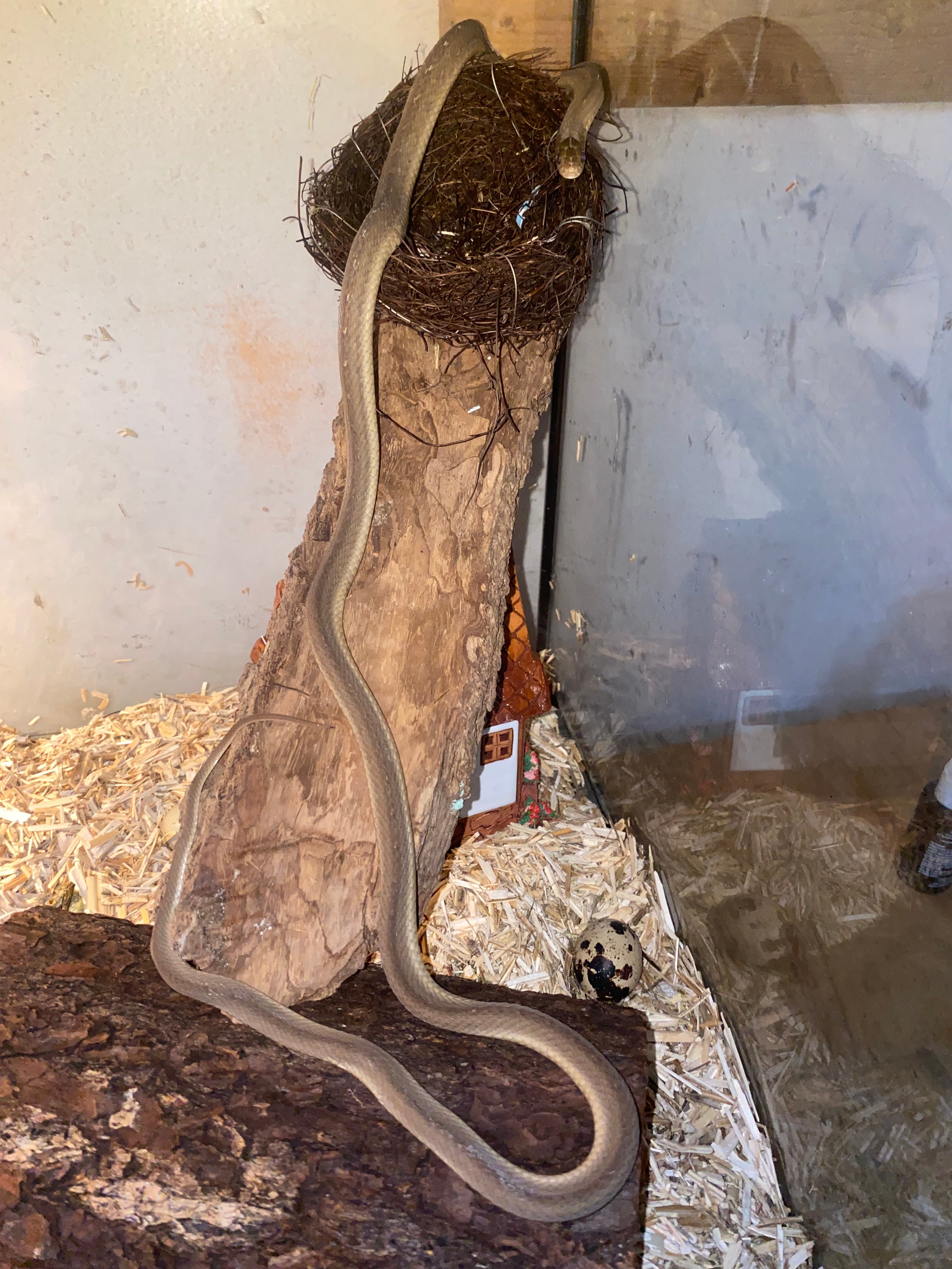 AFRICAN EGG-EATING SNAKE (PAIR)