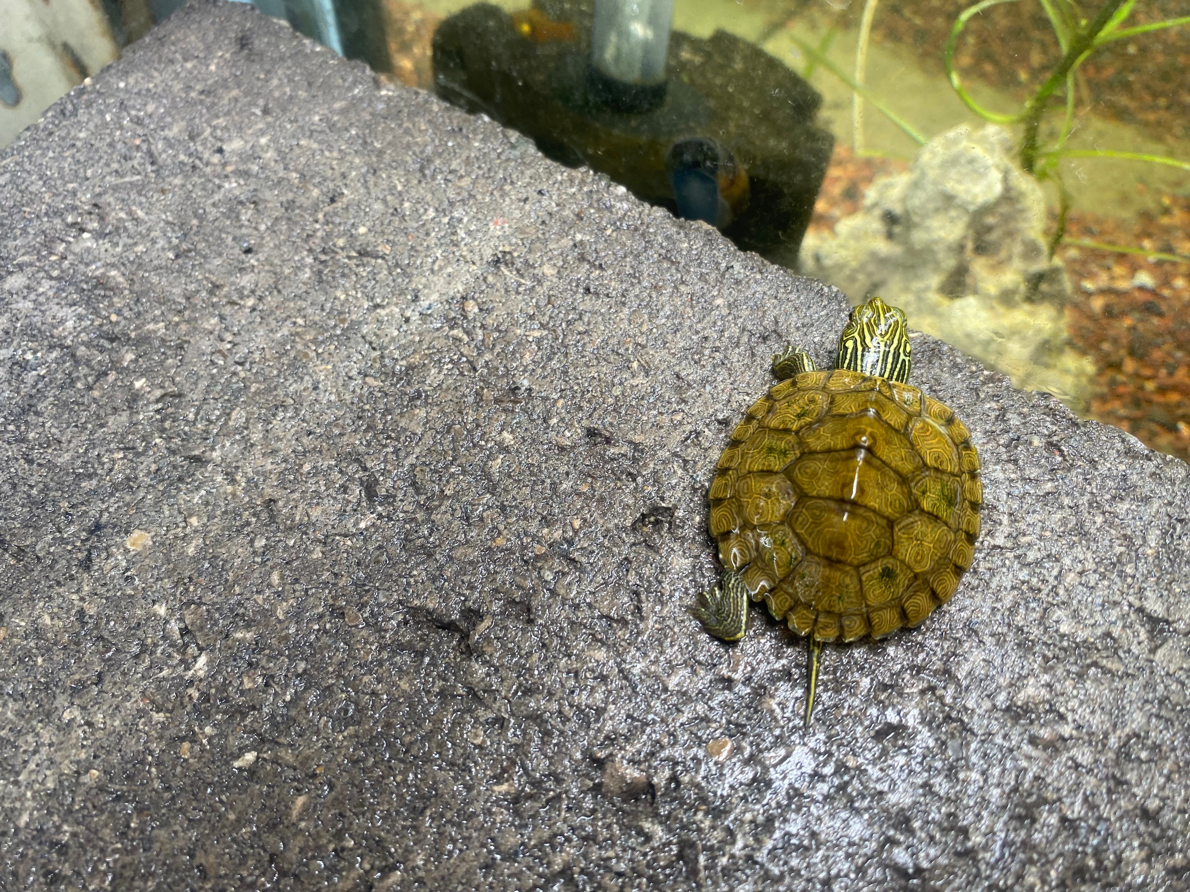 NORTHERN MAP TURTLE