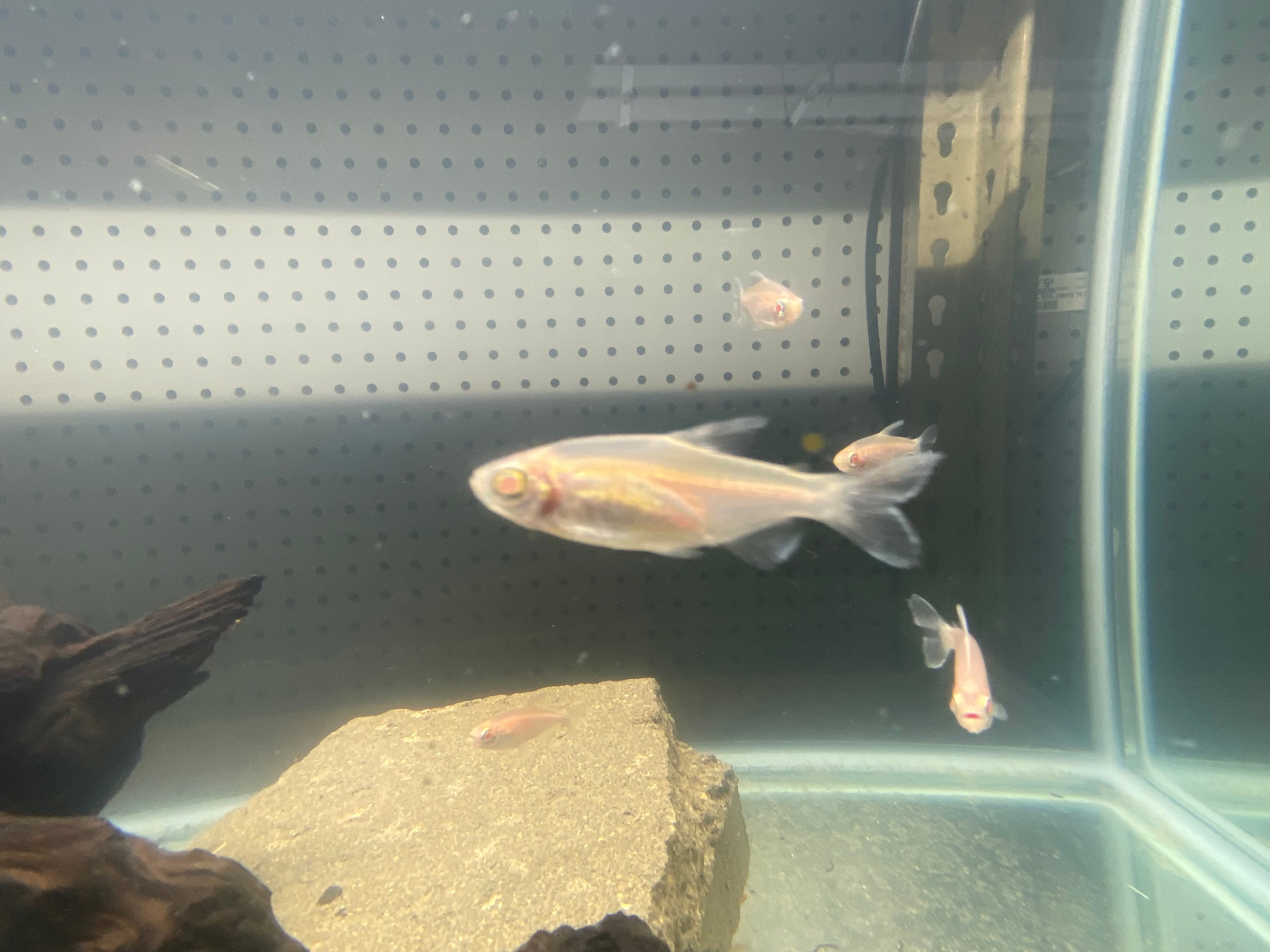 ALBINO CONGO TETRA