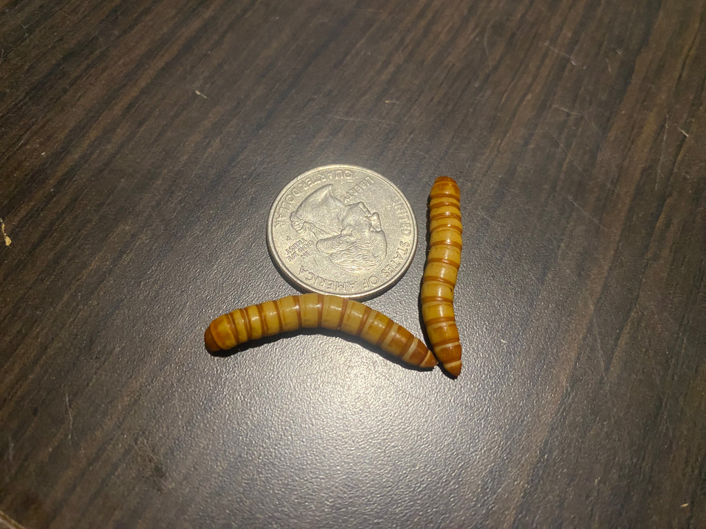 GIANT MEALWORMS