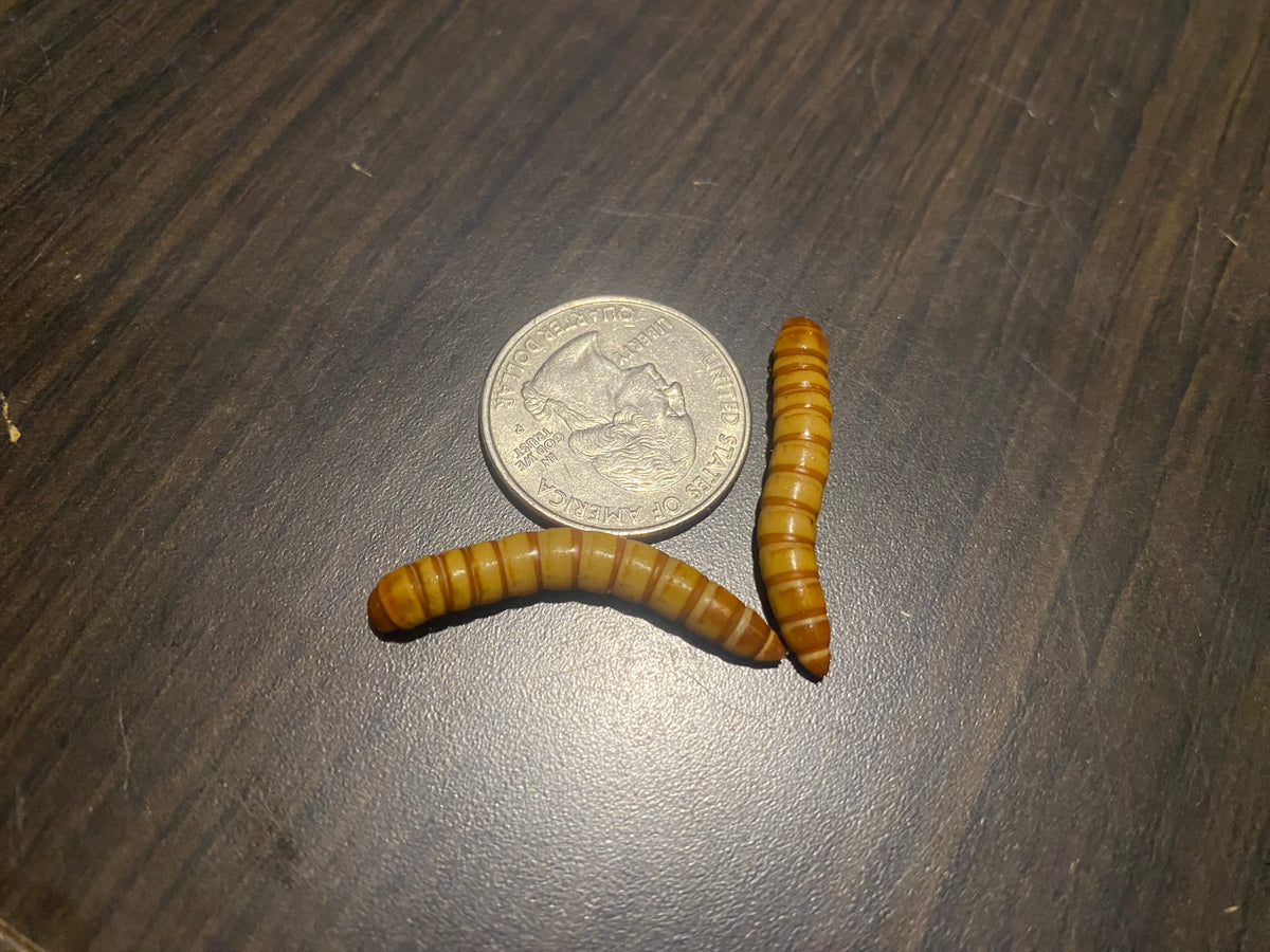 GIANT MEALWORMS