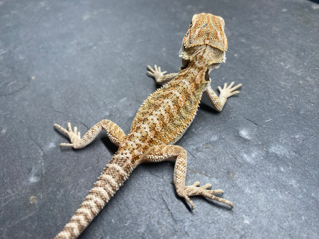 BEARDED DRAGON (010)