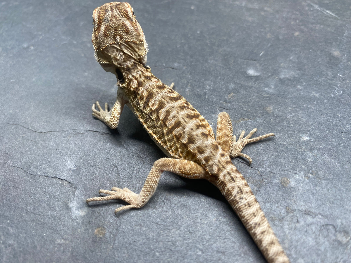 BEARDED DRAGON (011)