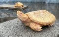 ALBINO COMMON SNAPPING TURTLE