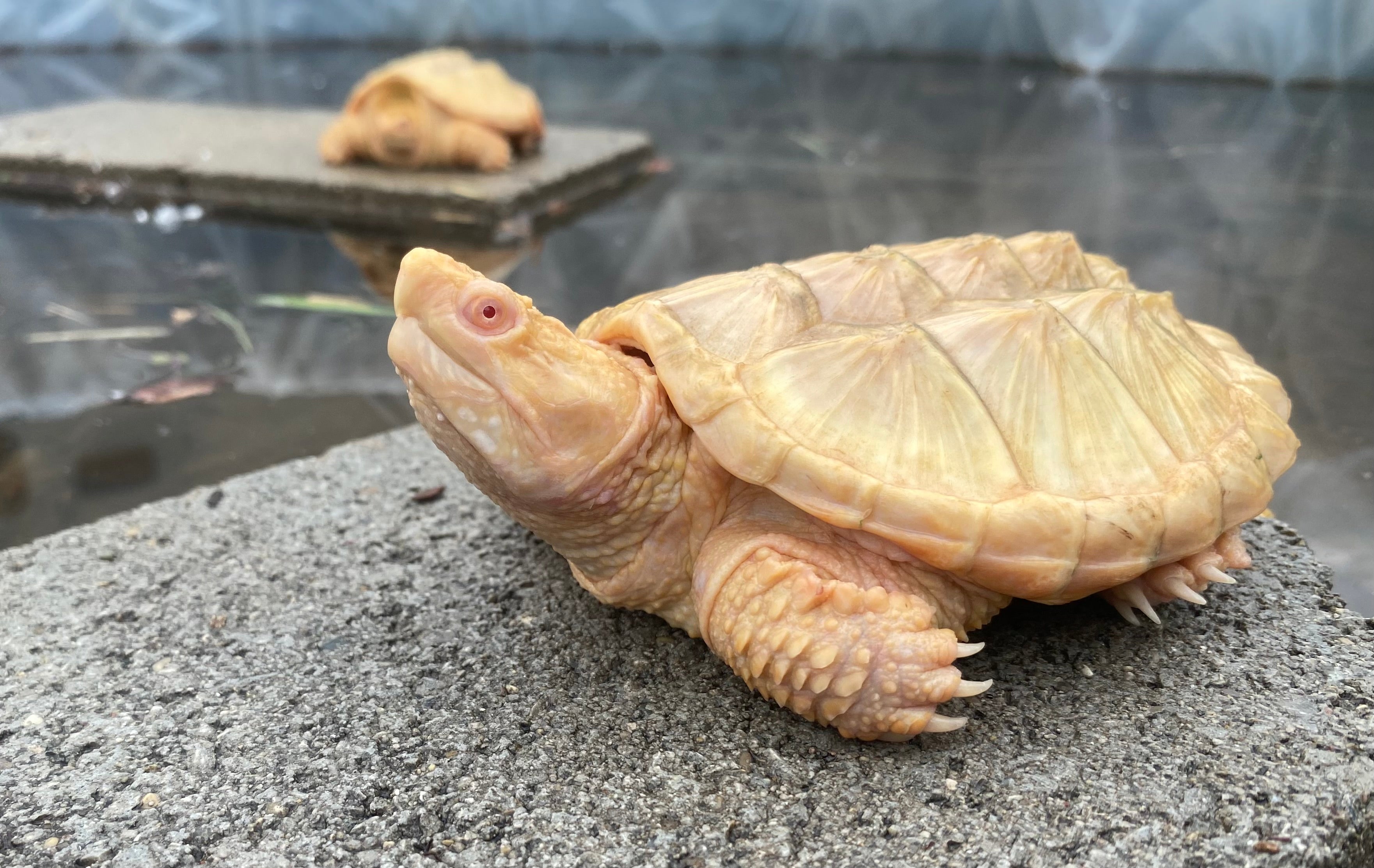 ALBINO COMMON SNAPPING TURTLE