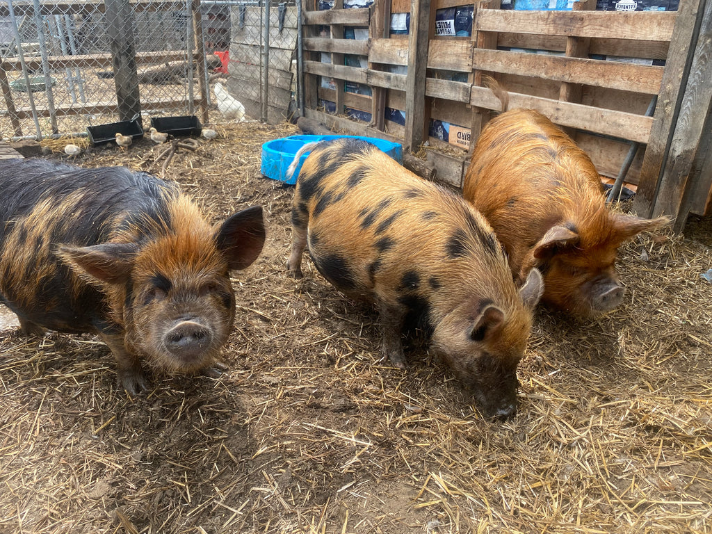 MINI PIGS (Coming Soon)