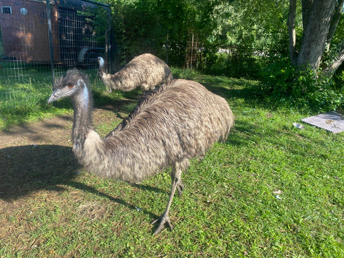 ADULT EMU