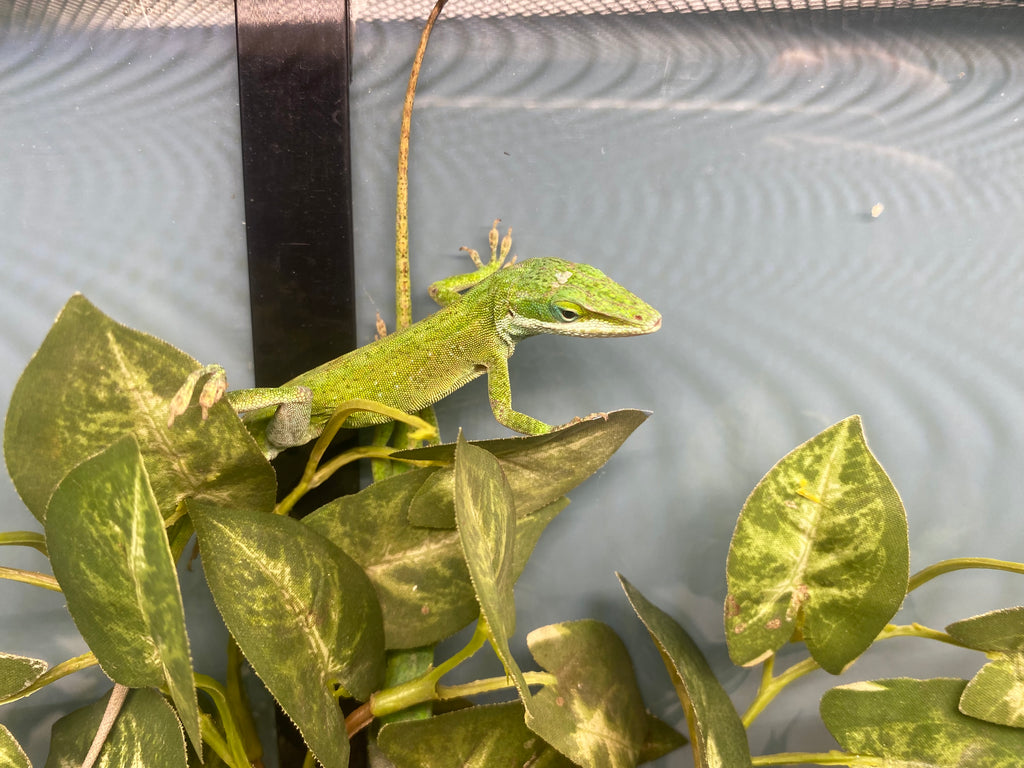 GREEN ANOLE
