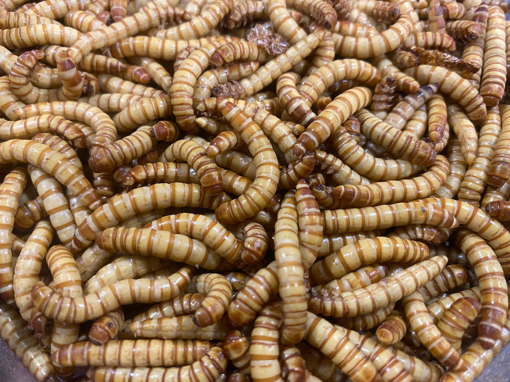 GIANT MEALWORMS