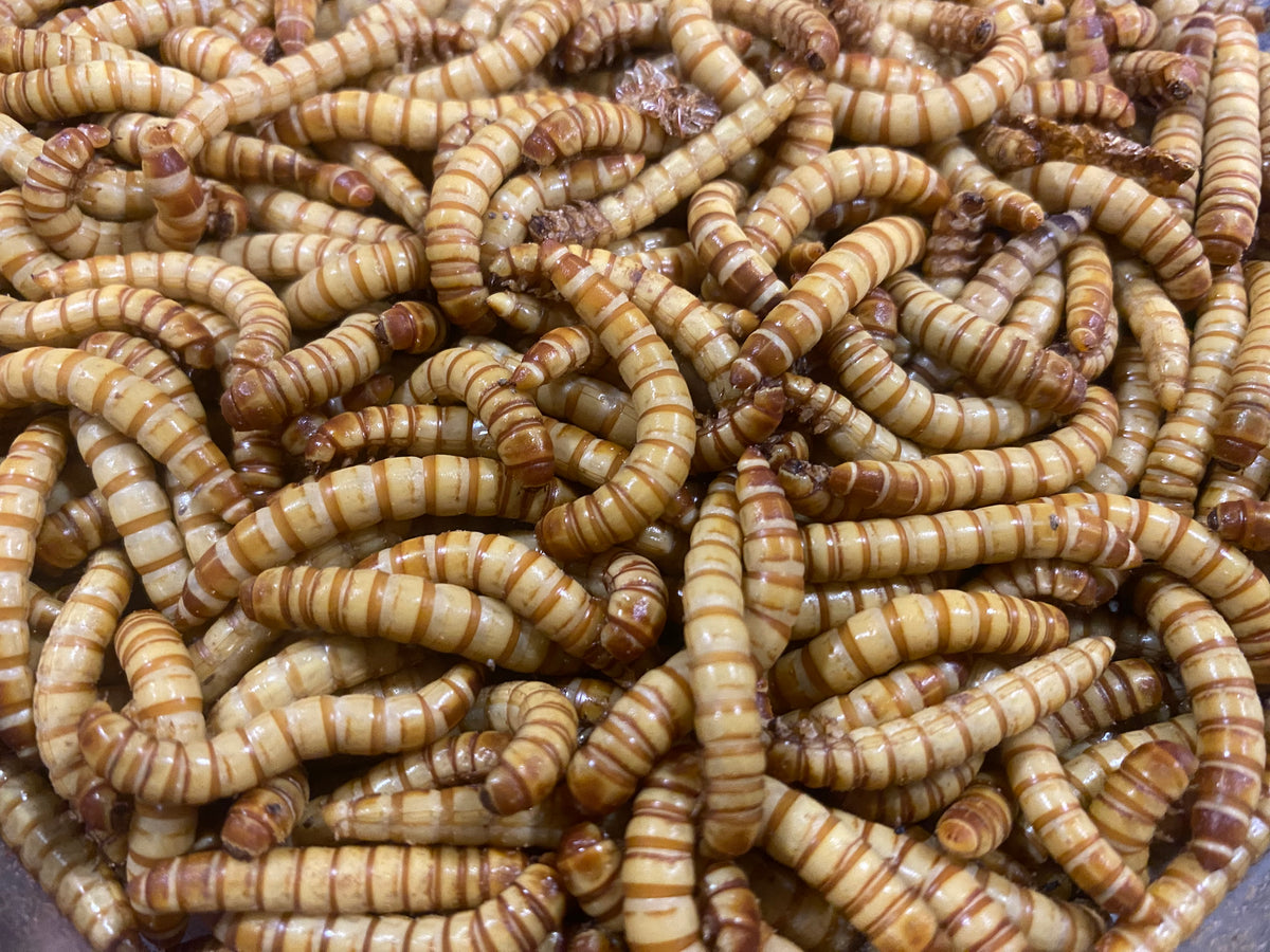 GIANT MEALWORMS