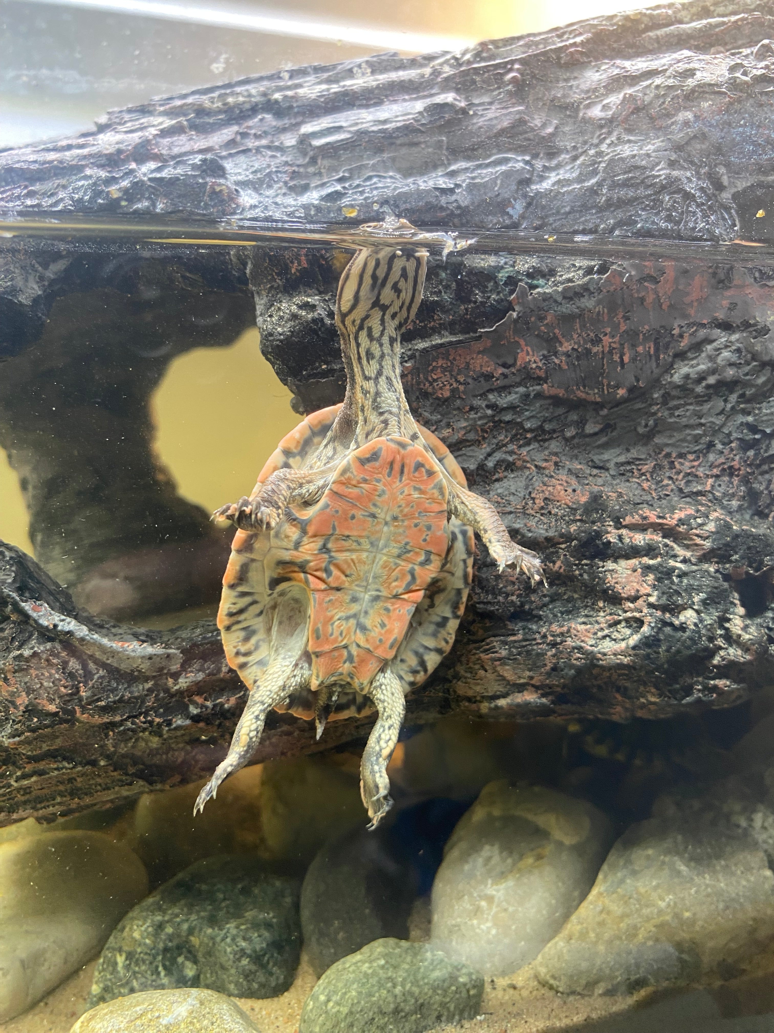 GEOFFROY'S SIDE-NECKED TURTLE