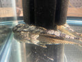 LDA-115 WHIPTAIL CATFISH