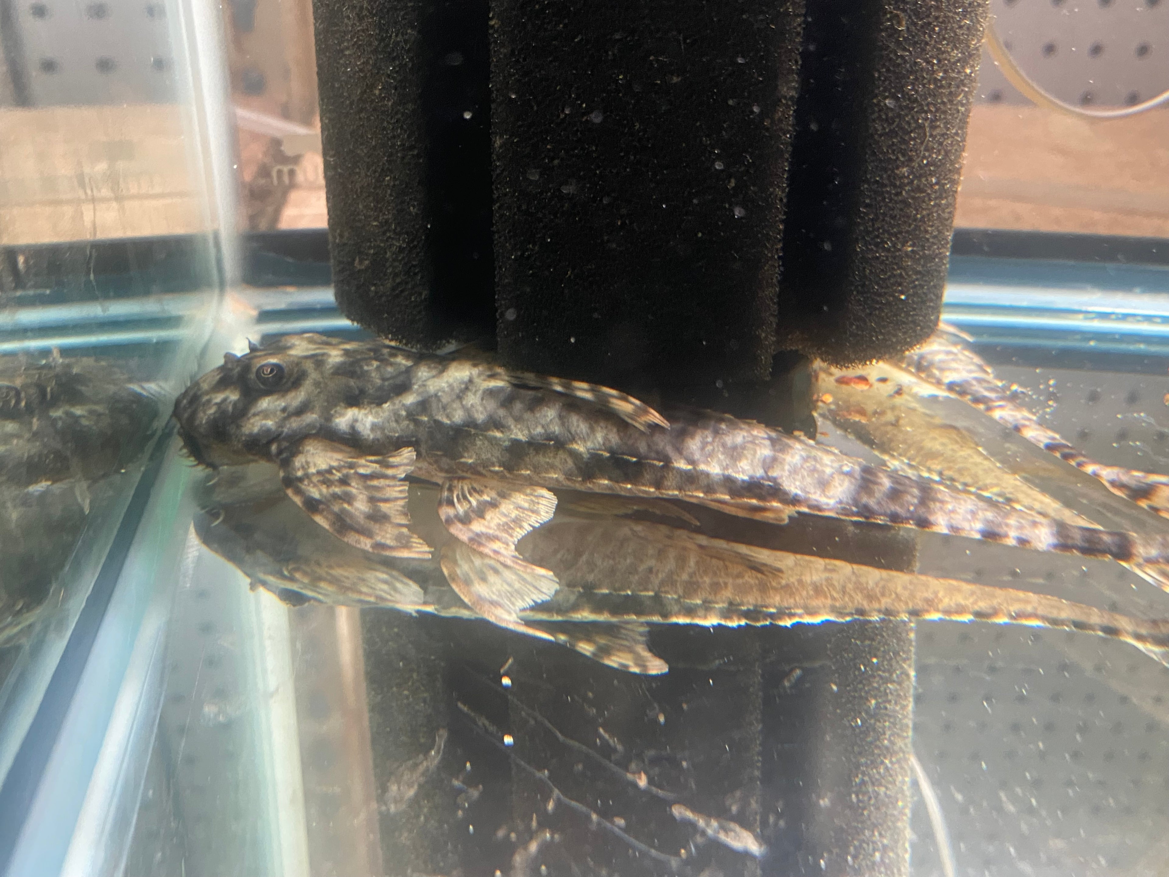 LDA-115 WHIPTAIL CATFISH