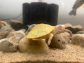 ALBINO RED-EARED SLIDER