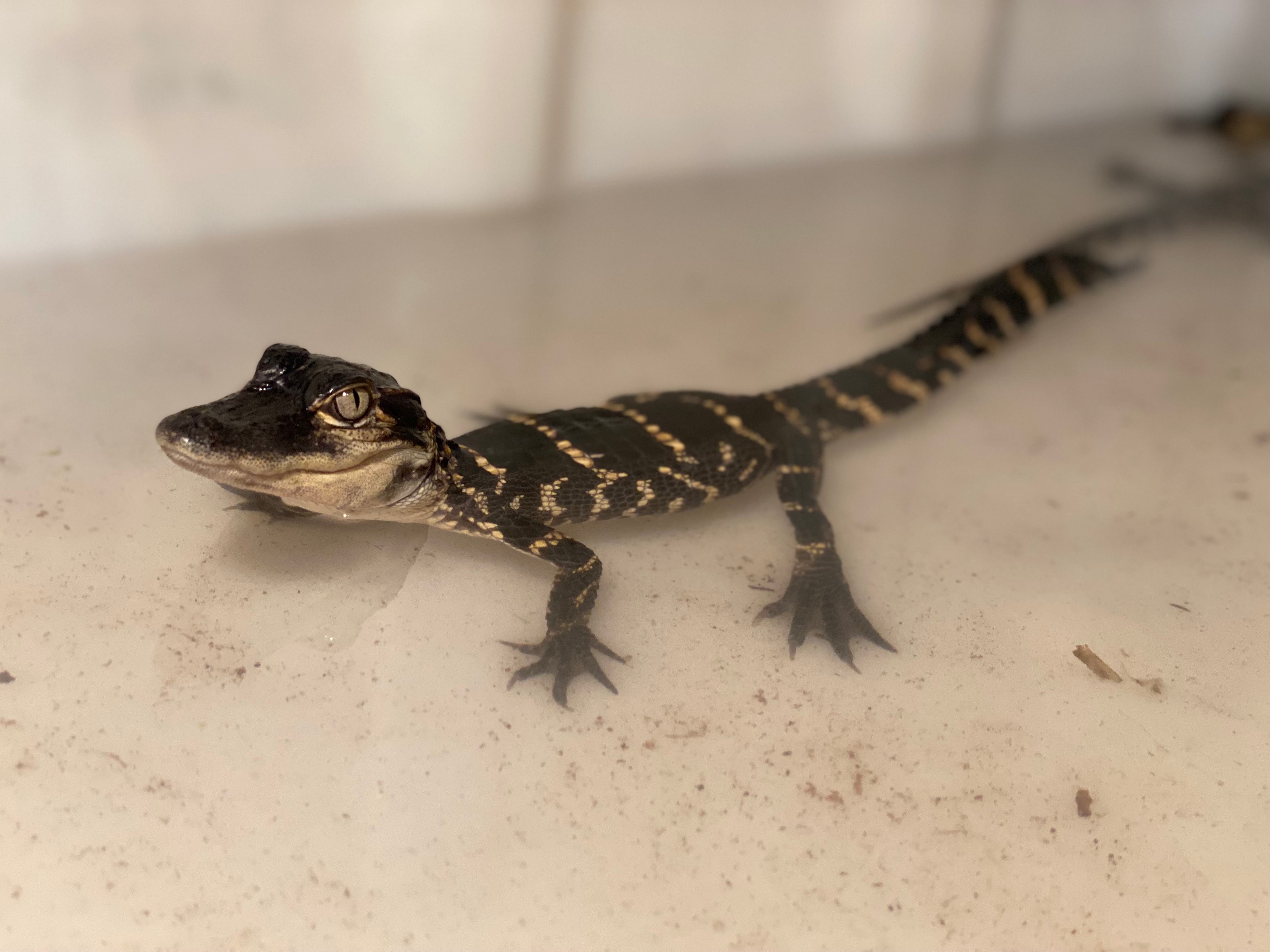 AMERICAN ALLIGATOR
