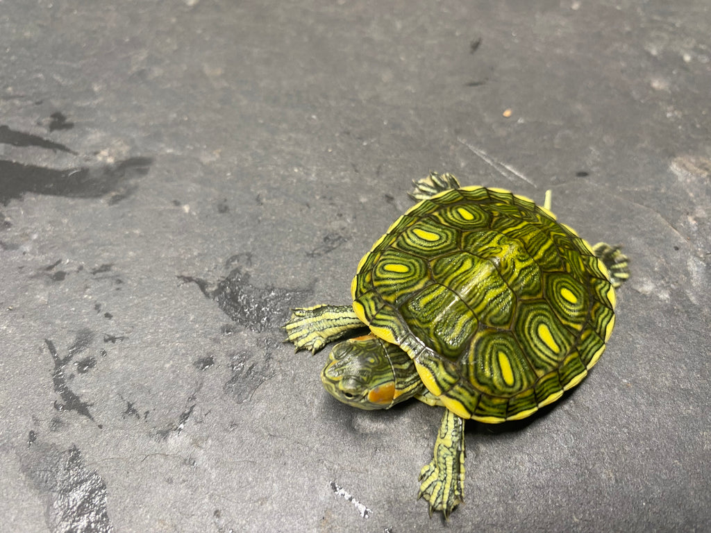 Picasso Red-Eared Slider