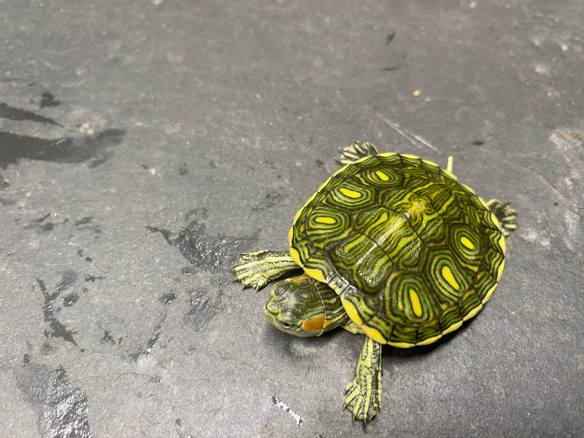Picasso Red-Eared Slider