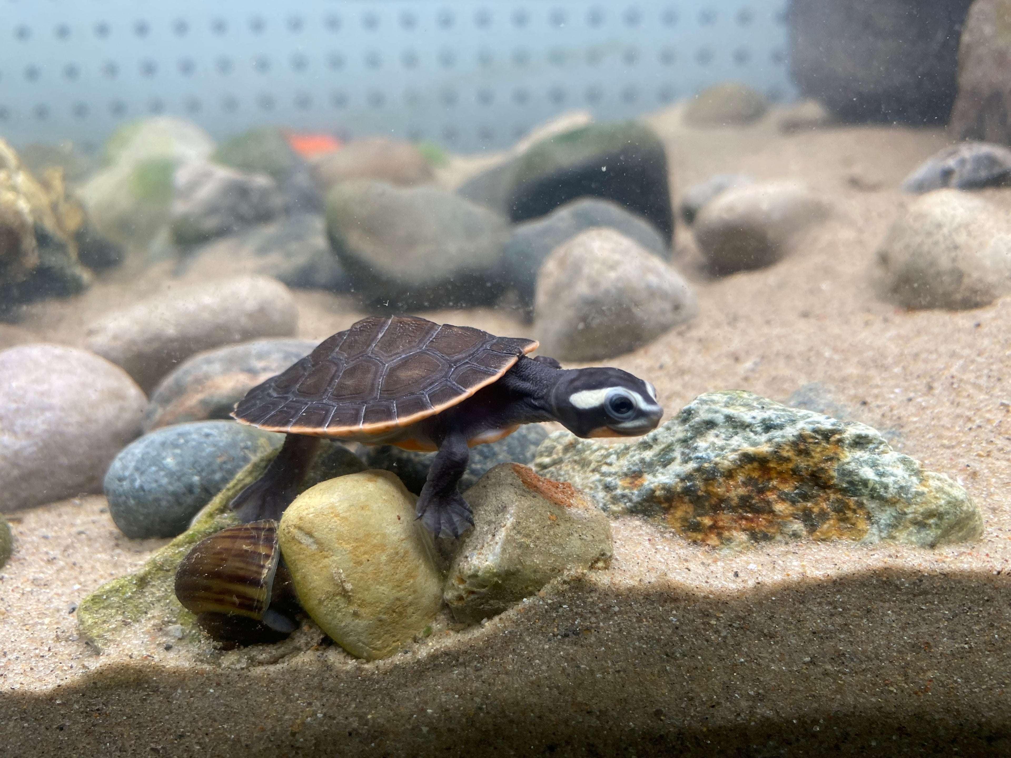 PINK BELLY SIDE-NECK TURTLE