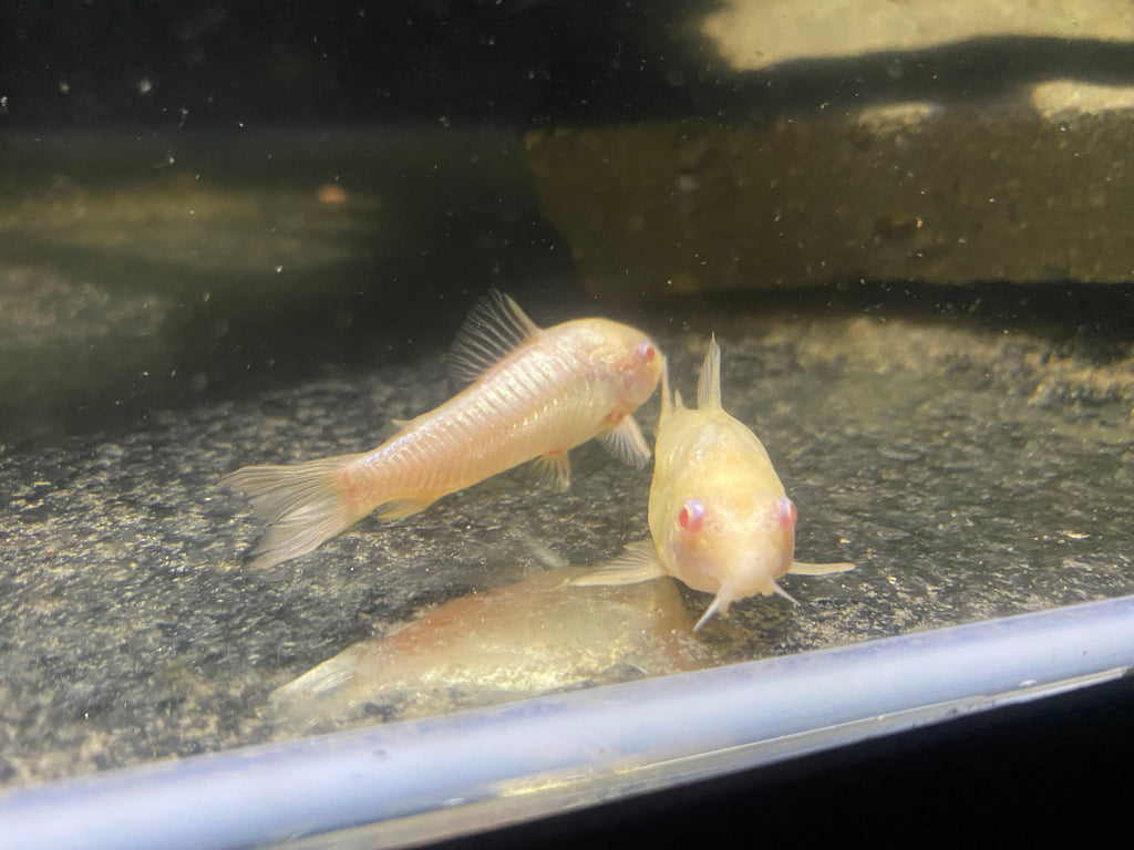 ALBINO CORYDORAS CATFISH