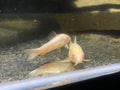 ALBINO CORYDORAS CATFISH