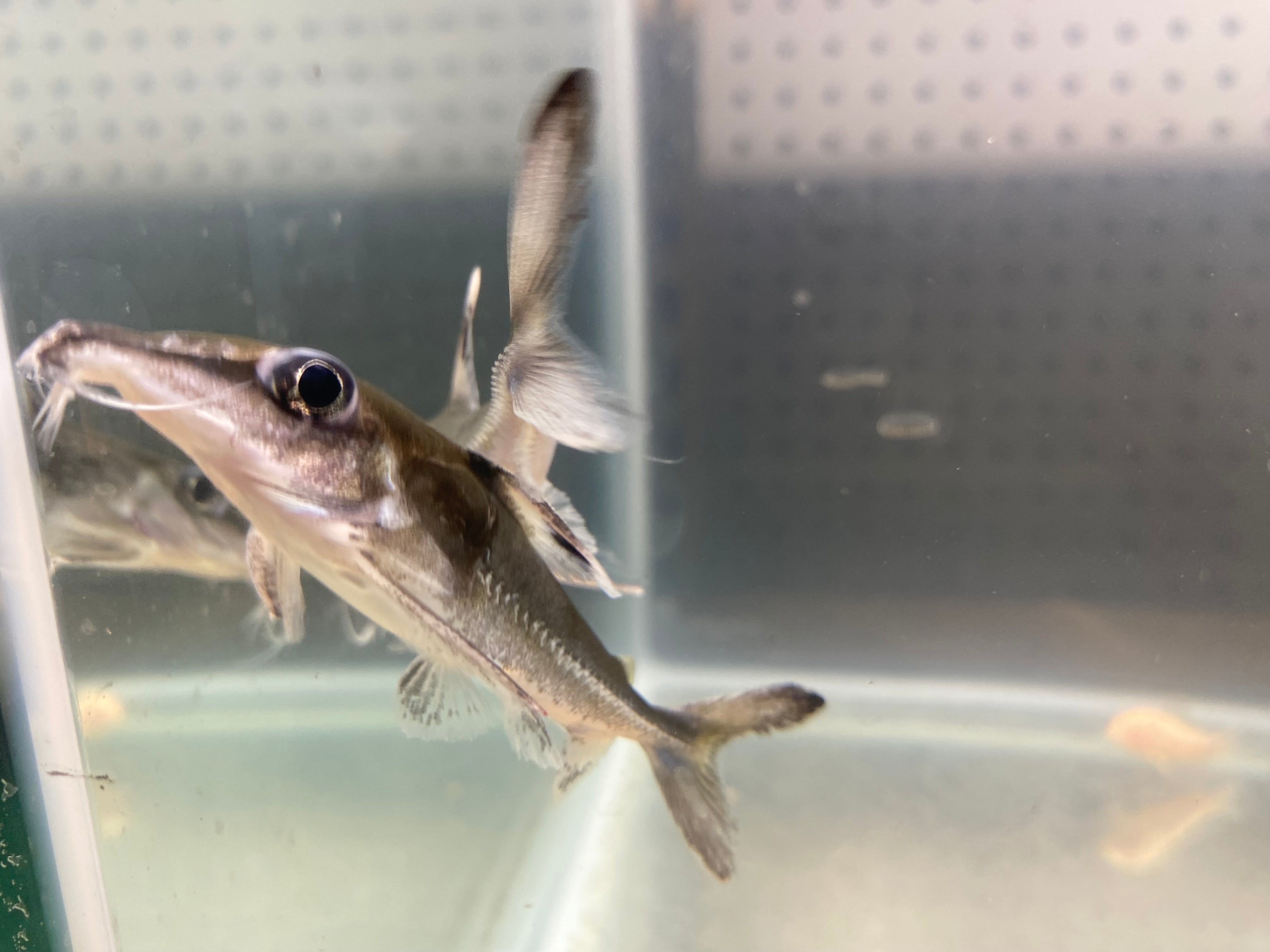 BLACK-TOP MOUSE CATFISH