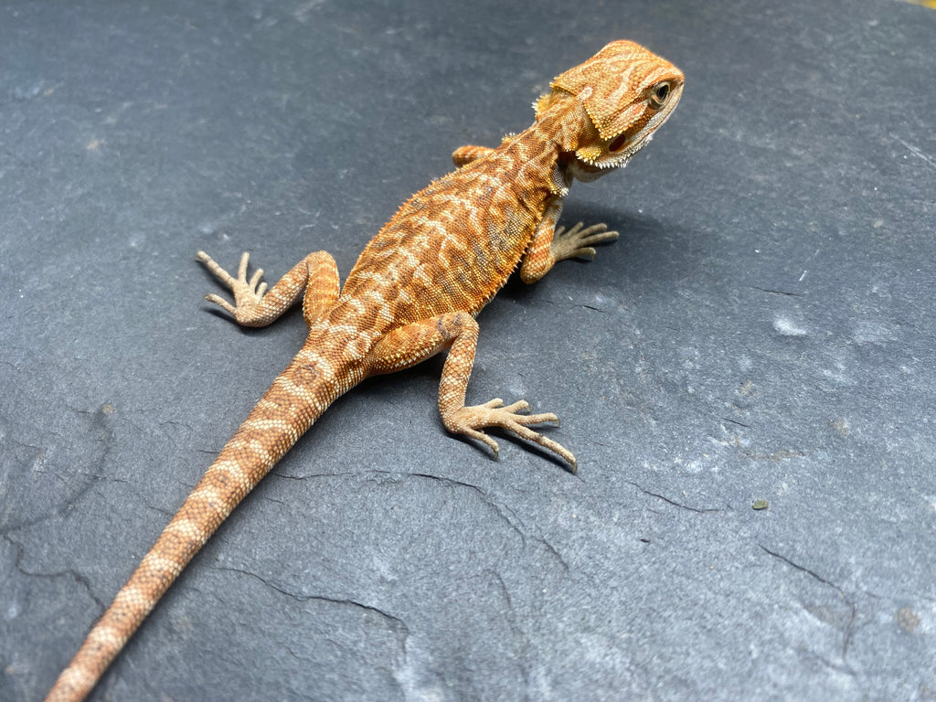 BEARDED DRAGON (012)
