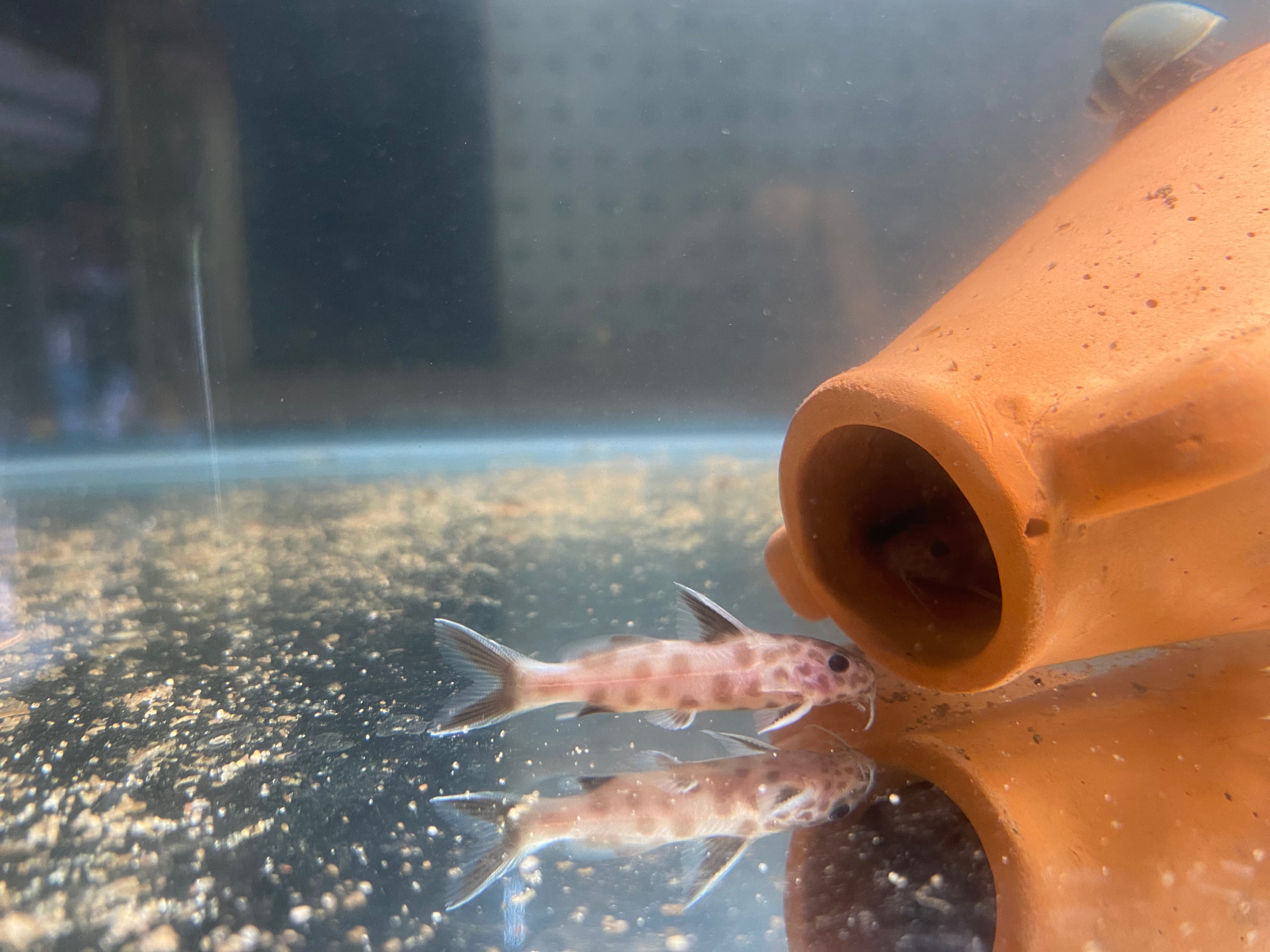 PINK PETRICOLA CATFISH