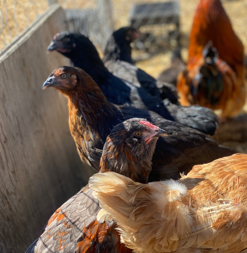 CHICKEN PULLETS