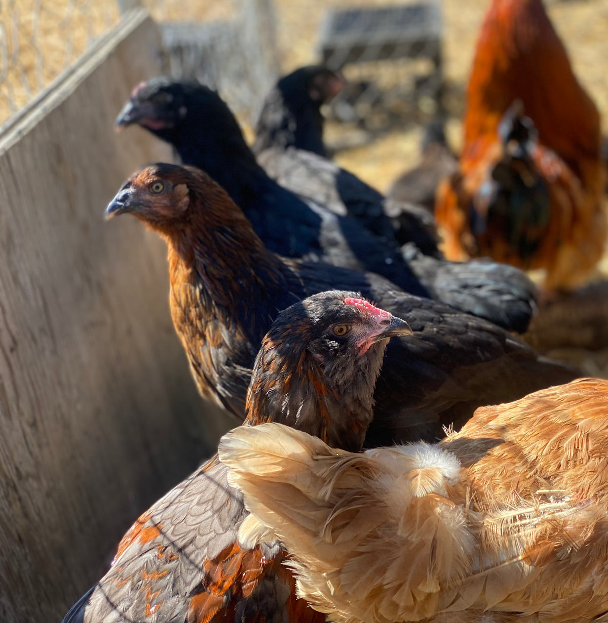 CHICKEN PULLETS