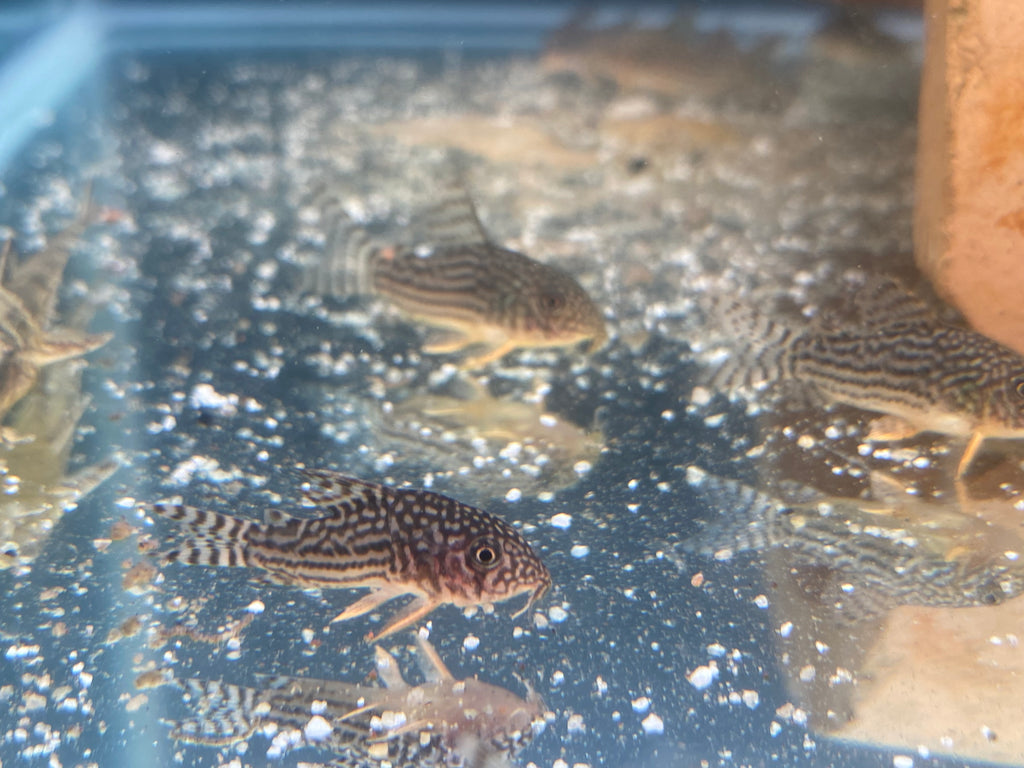 STERBAI CORYDORAS