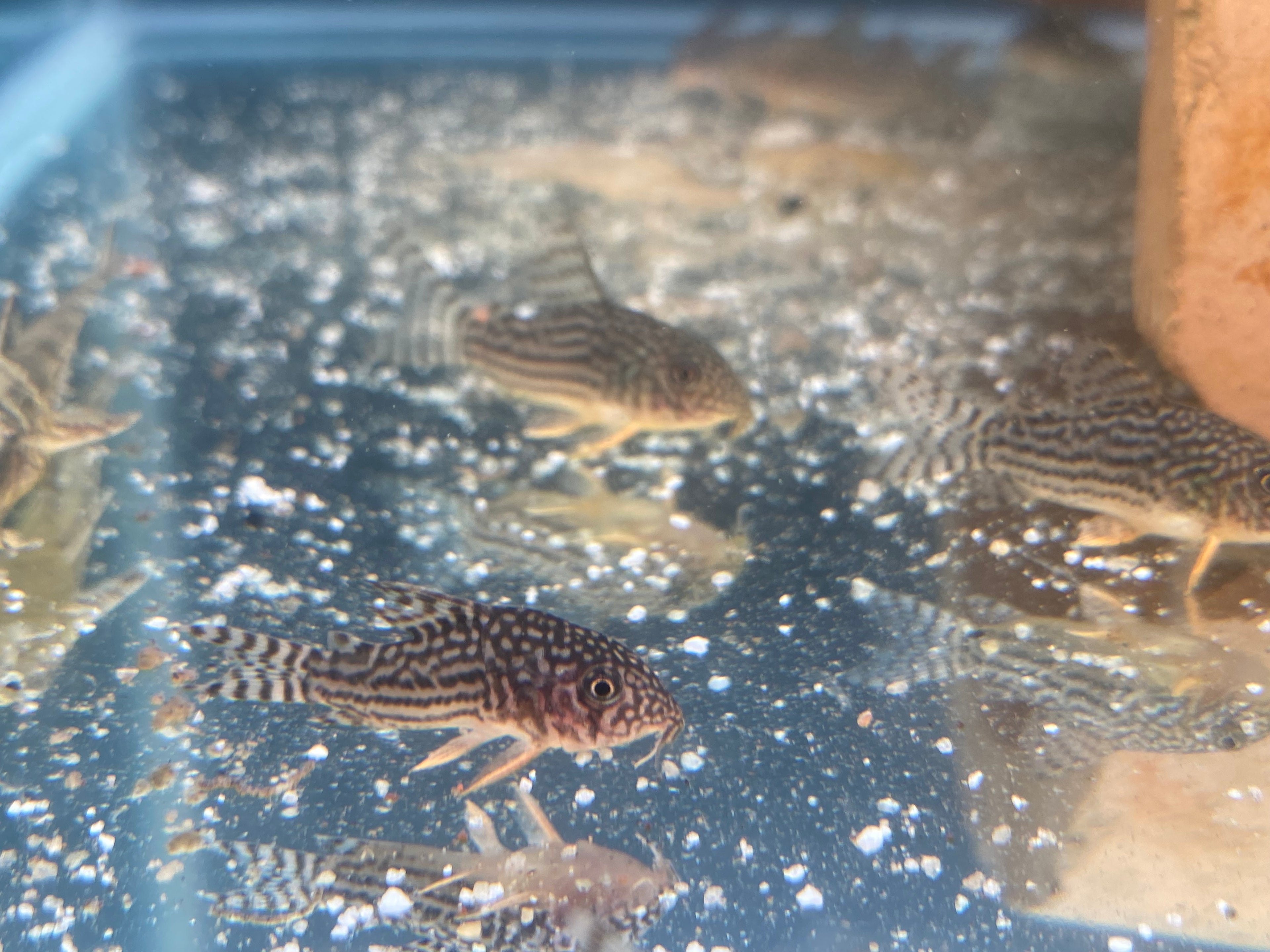 STERBAI CORYDORAS