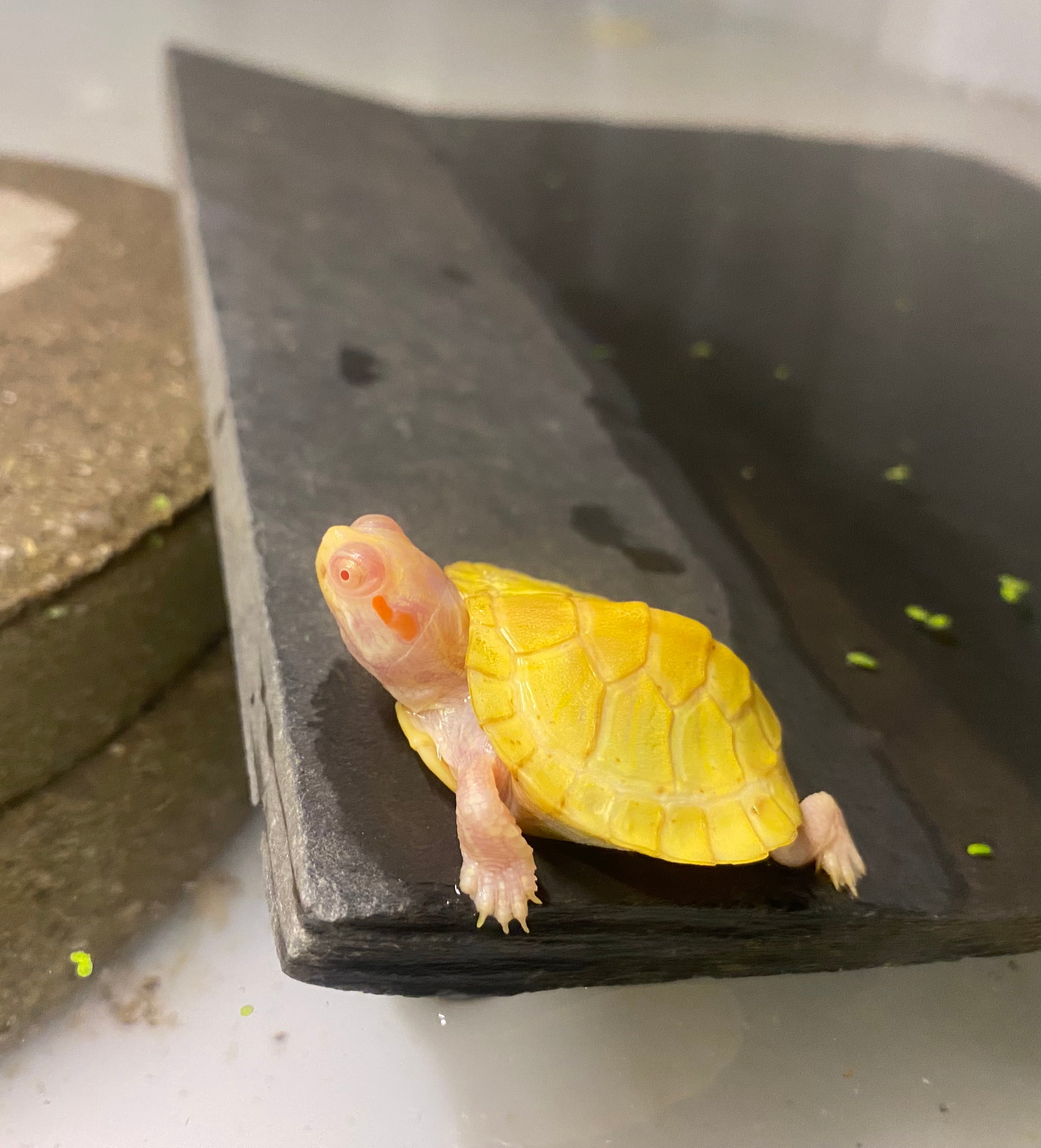 ALBINO RED-EARED SLIDER