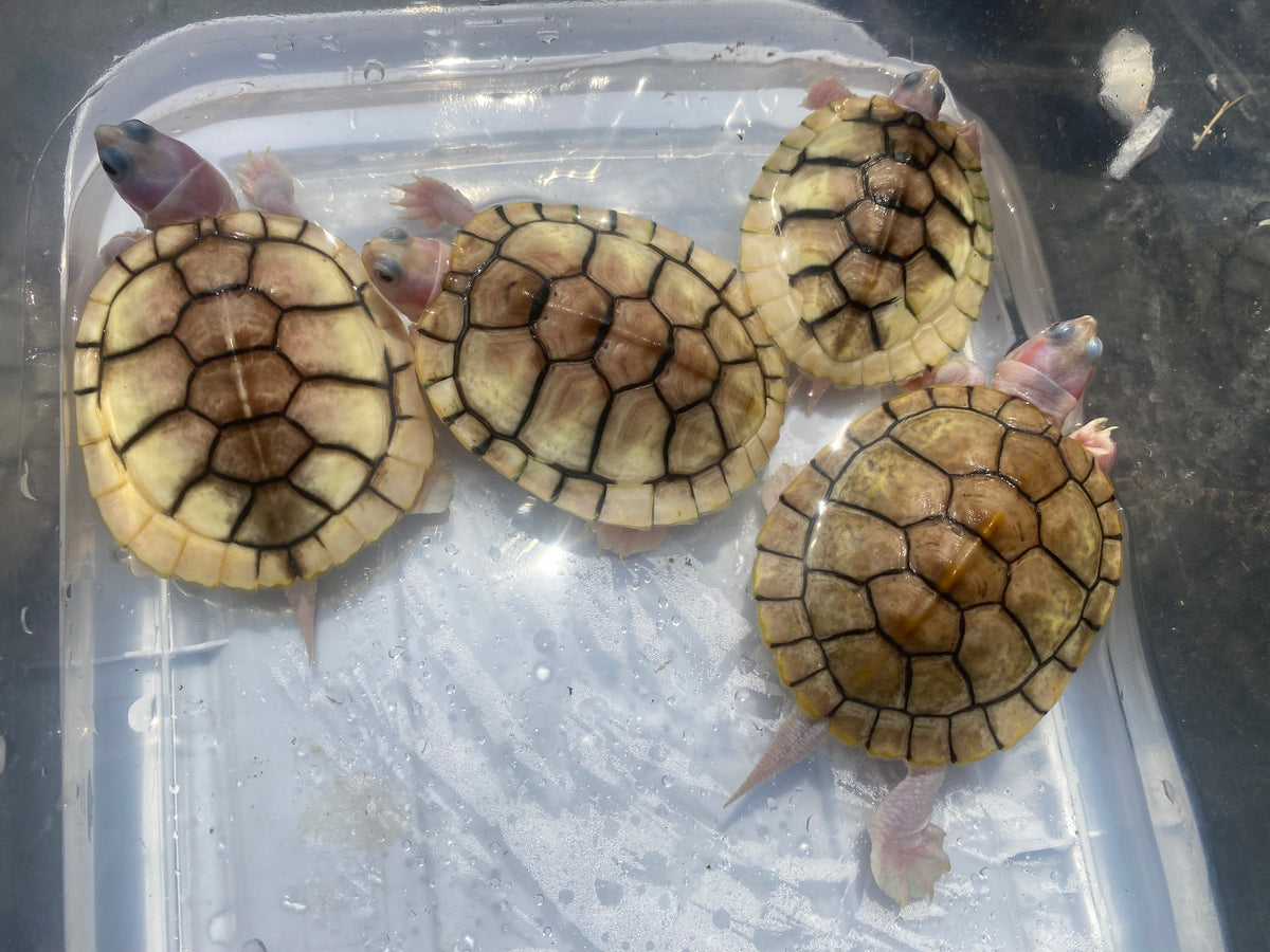 CARAMEL PINK ALBINO RED-EARED SLIDER TURTLE
