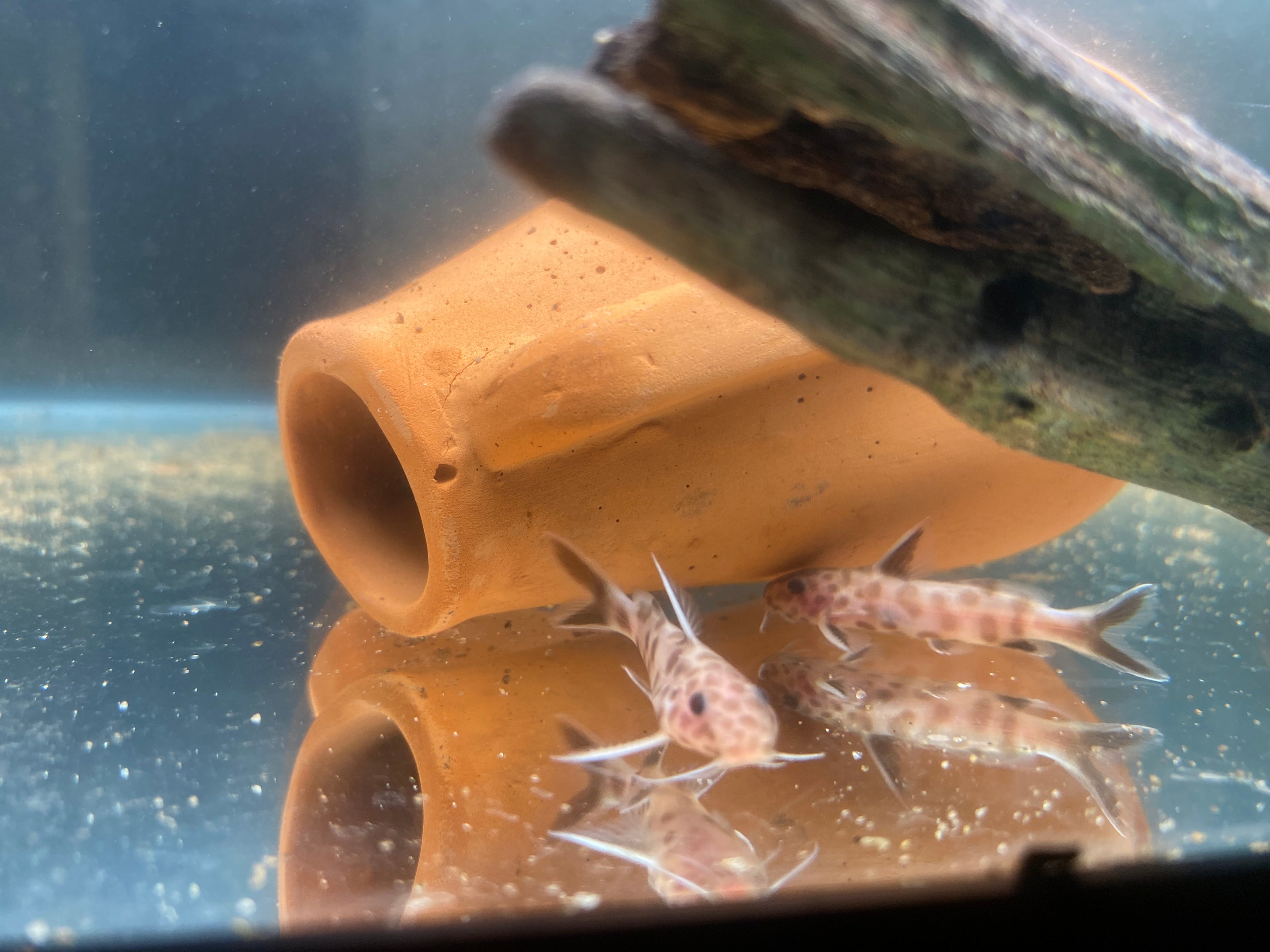 PINK PETRICOLA CATFISH