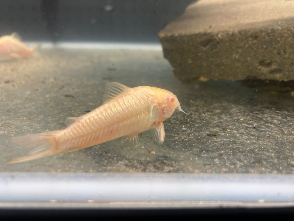 ALBINO CORYDORAS CATFISH