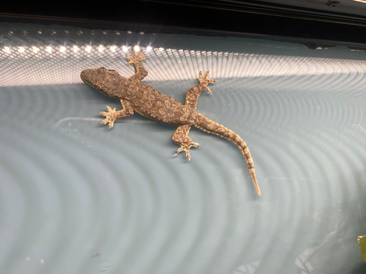 HOUSE GECKO