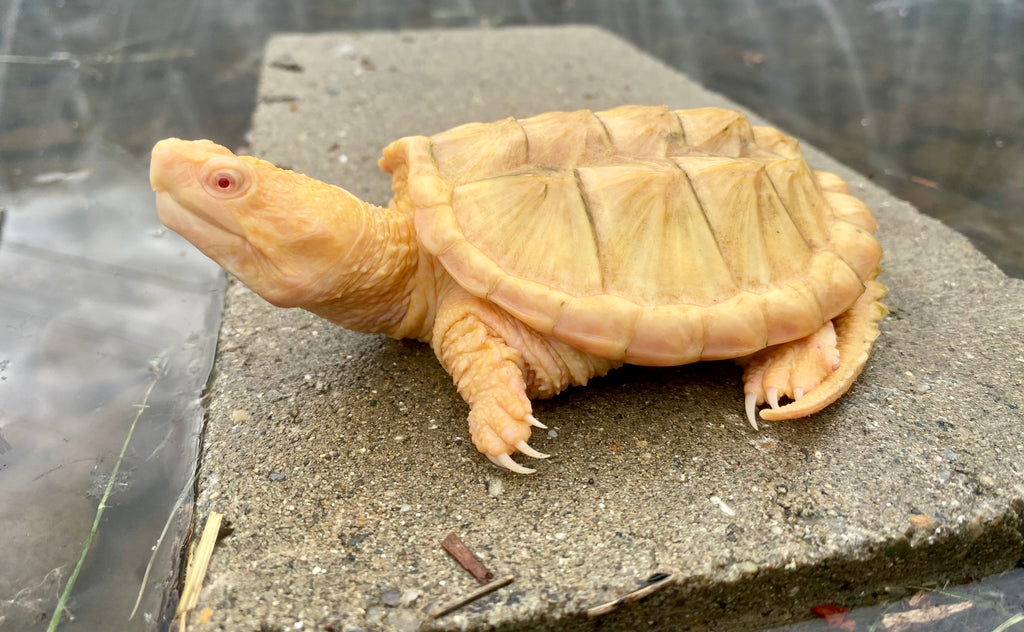 ALBINO COMMON SNAPPING TURTLE