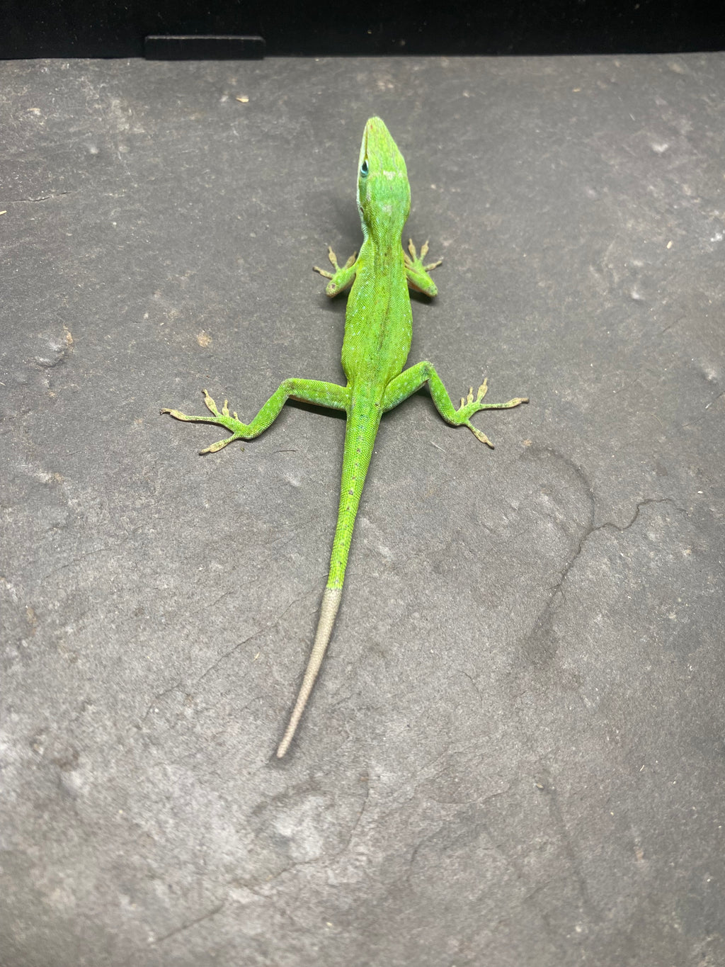 GREEN ANOLE