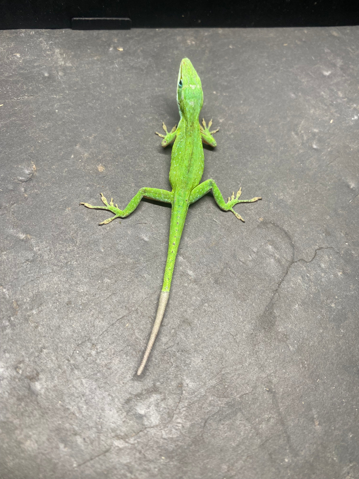 GREEN ANOLE