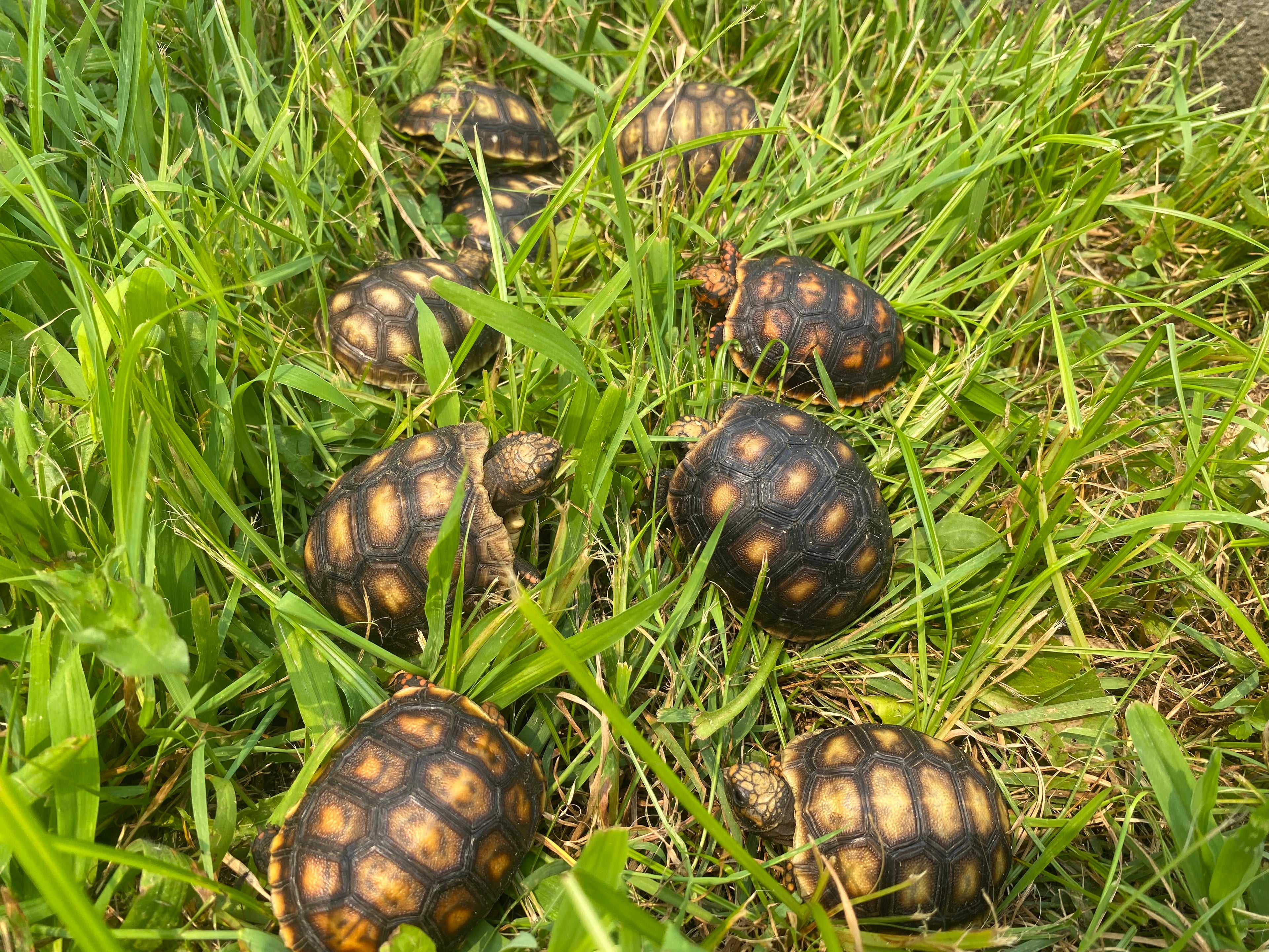 CHERRY HEAD RED-FOOTED TORTOISE