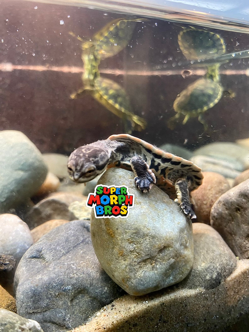 GEOFFROY'S SIDE-NECKED TURTLE