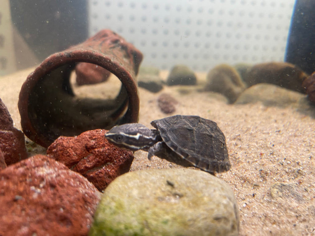 STINKPOT MUSK TURTLE