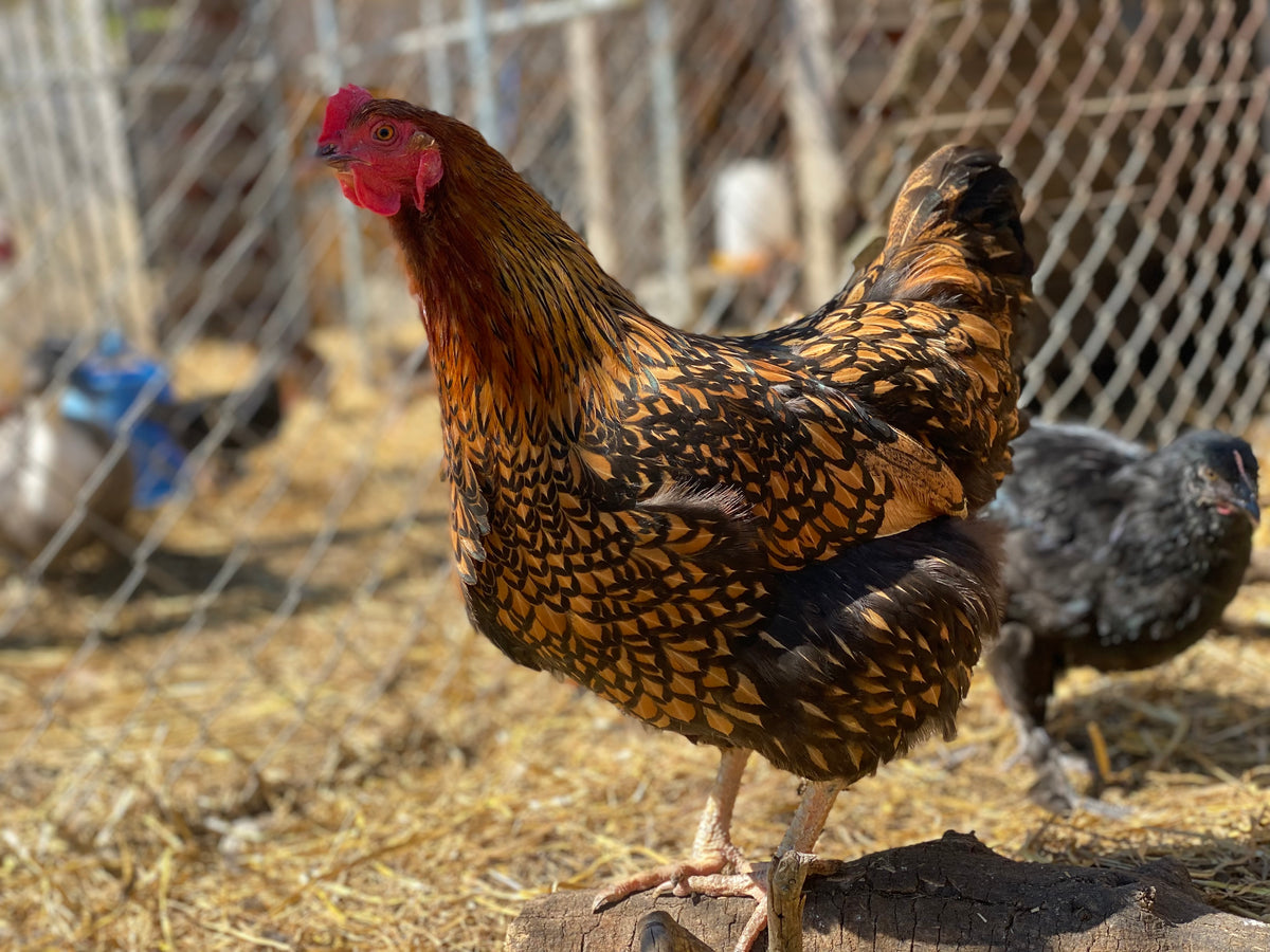 CHICKEN PULLETS