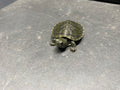 CHARCOAL RED-EARED SLIDER