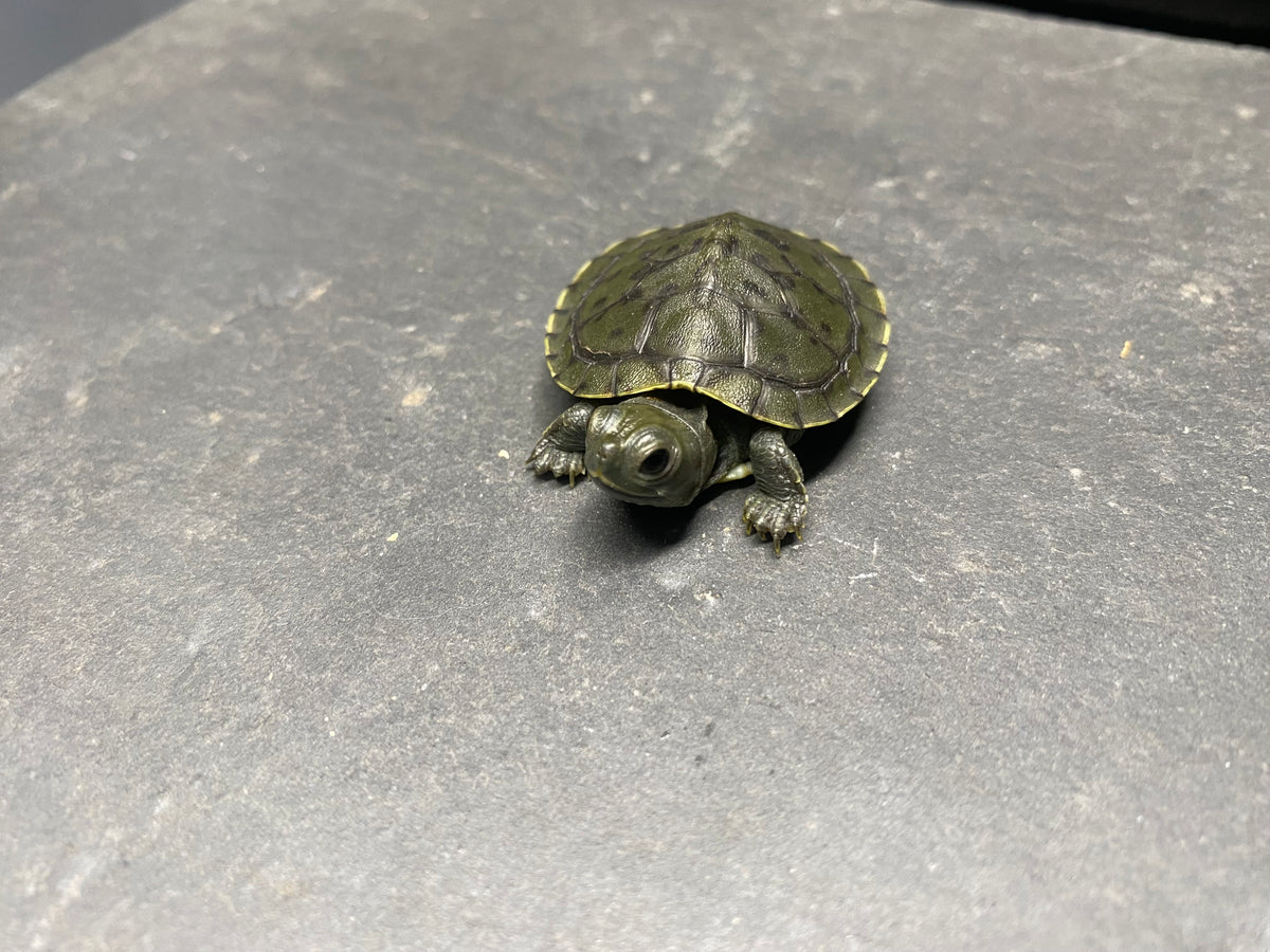 CHARCOAL RED-EARED SLIDER