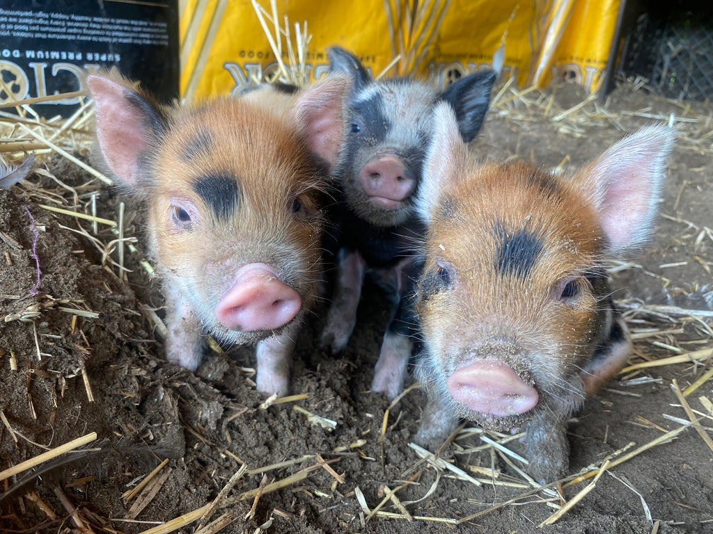 MINI PIGS
