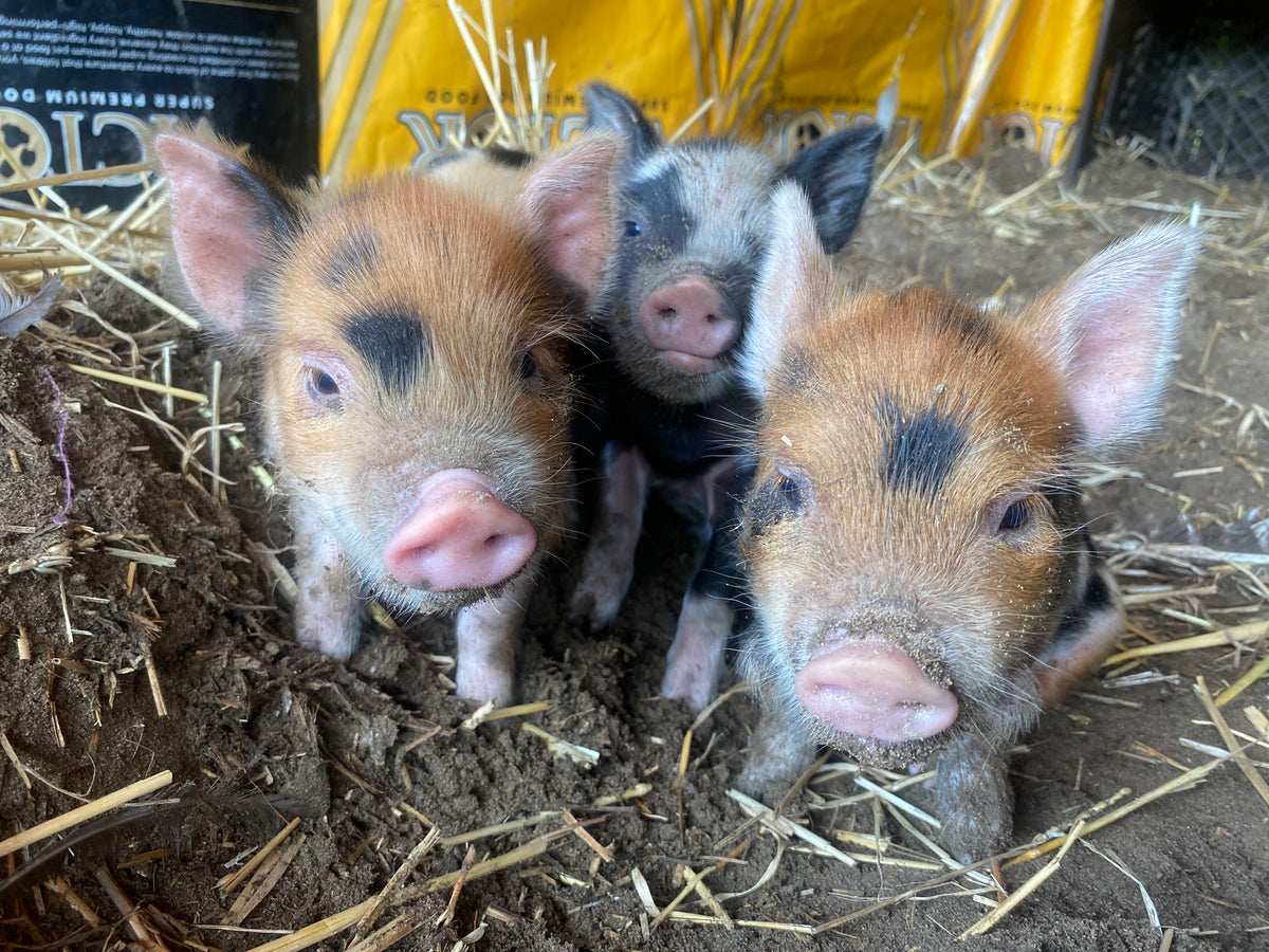 MINI PIGS