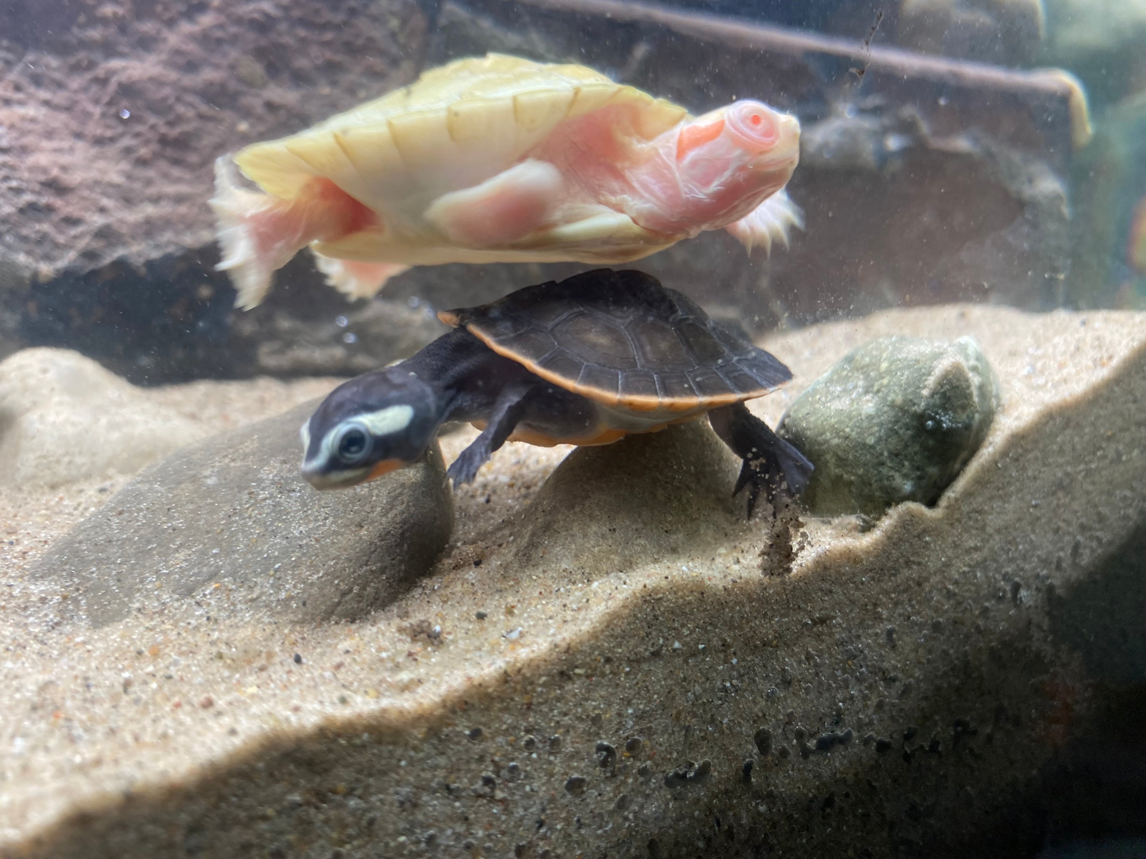 PINK BELLY SIDE-NECK TURTLE
