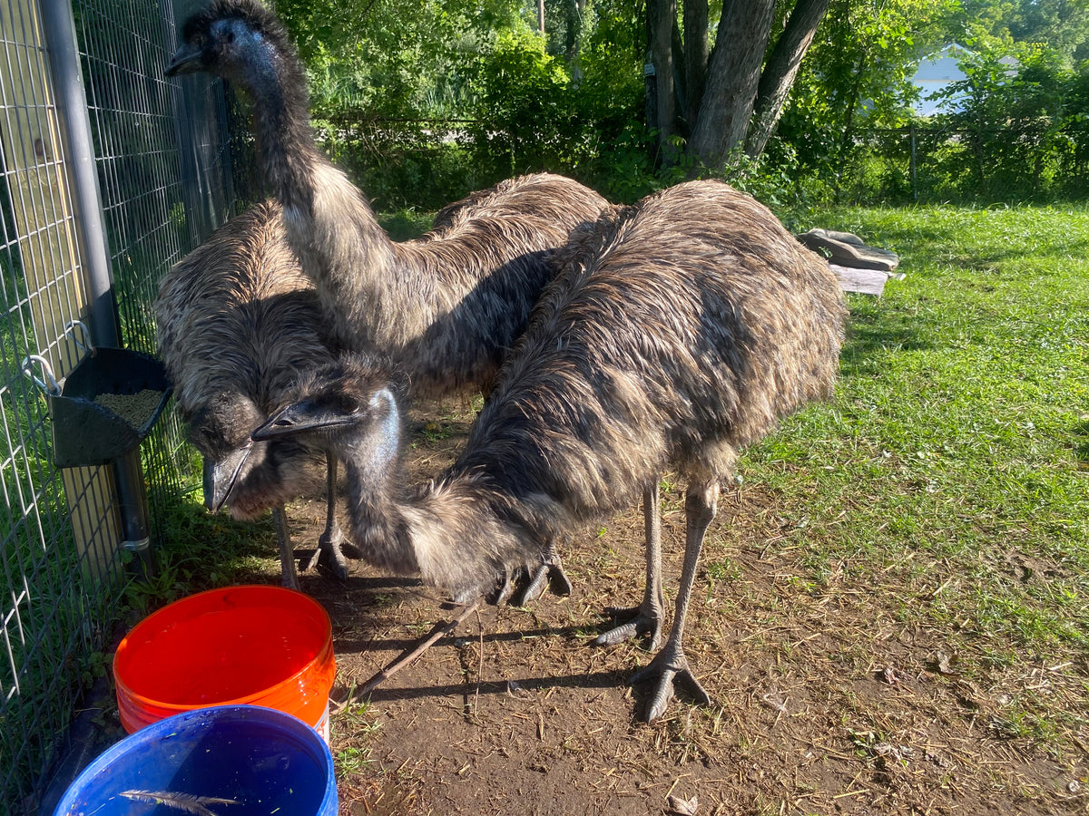 ADULT EMU