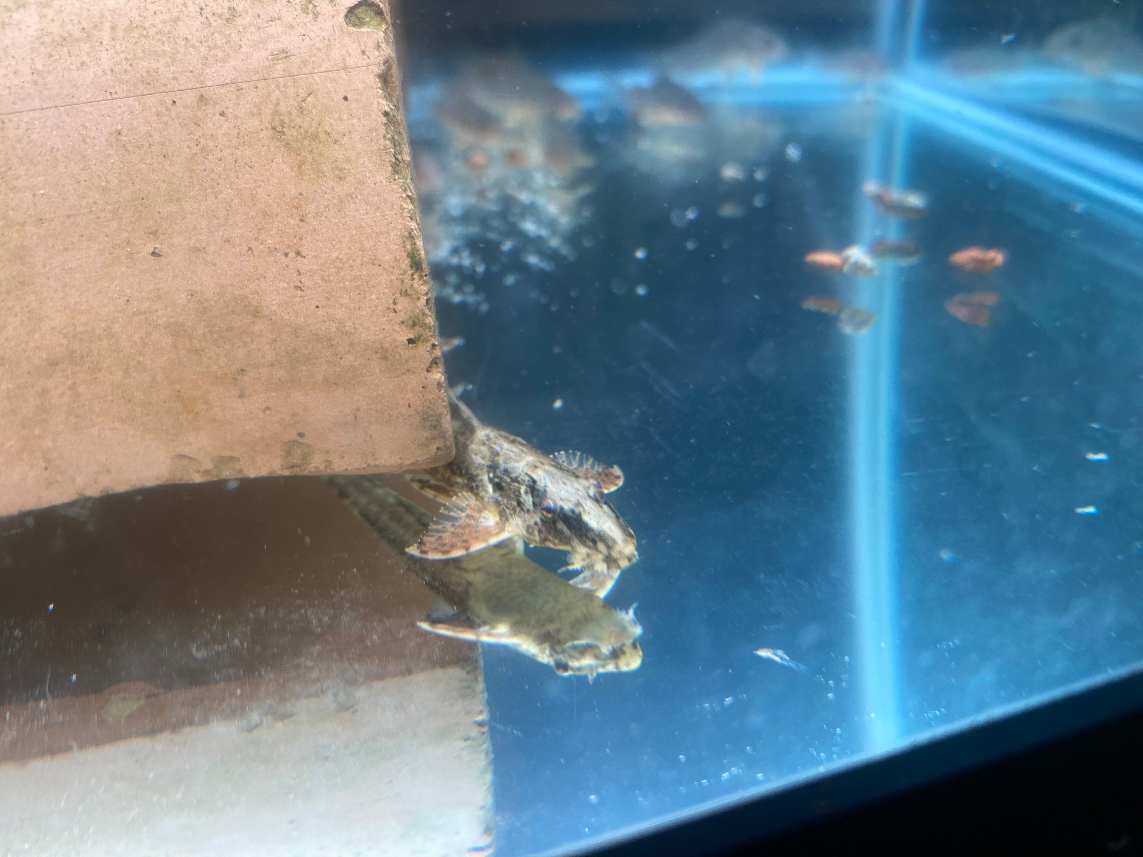 HIGH FIN WHIPTAIL CATFISH